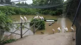 Kolpíci v zatopené pražské zoo