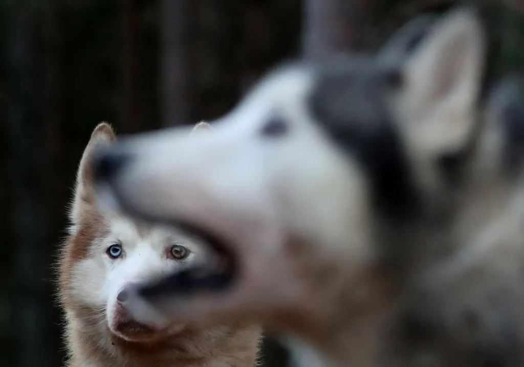 Ve skotském městě Feshiebridge se každoročně koná Aviemore Sled Dog Rally, což je tradiční závod psího plemena husky