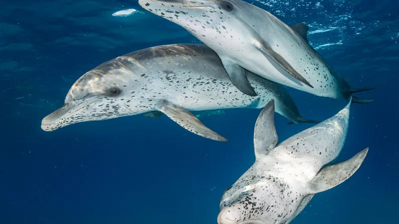Širokoúhlé fotografie bez zrcadlovky