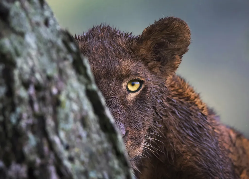 Zvláštní ocenění v kategorii Divoká příroda. Po vydatné večeři ze zebry si lvíče hraje za stromem na schovávanou v tanzánské rezervaci Serengeti.