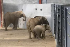 Zlínská zoo má nové chovné zařízení pro slony africké, patří mezi největší na světě