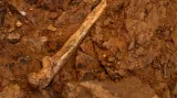 Nové nálezy z vykopávek projektu Atapuerca