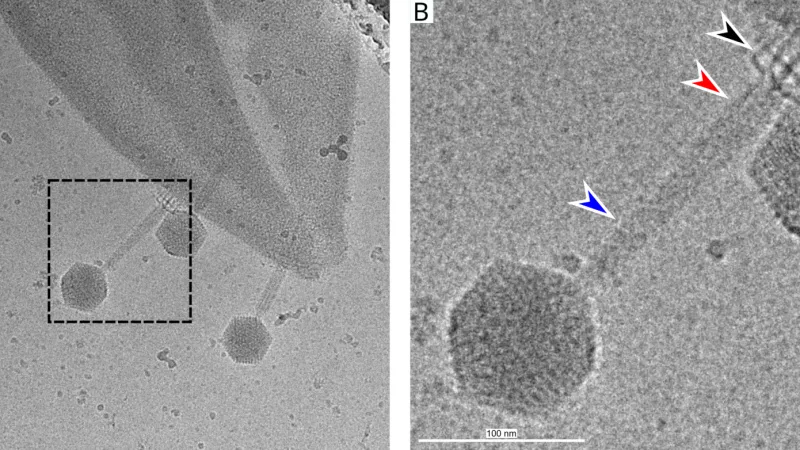 Malé šestiúhelníkové „moduly mariňáků“ jsou viry-bakteriofágy, které útočí na mnohem větší „kosmickou loď“ bakterie zlatého stafylokoka. Černá šipka je proteinová struktura na konci bičíku po změně struktury (přichycení k povrchu bakteriální stěny), červená je část bičíku, která se začíná smršťovat, modrá je část bičíku, která je ještě napnutá