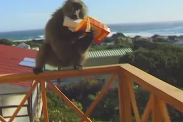 Loupeživí paviáni mají v Kapském Městě utrum. Vědci je vystrnadili nahrávkami šelem