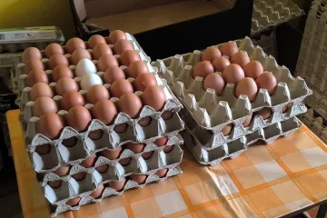 Vejce před Velikonocemi kvůli úbytku slepic s ptačí chřipkou podraží