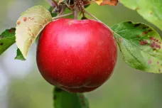 Hledá se „Enormní Pippin“. Experti se snaží zachránit odrůdy jablek minulosti pro budoucnost