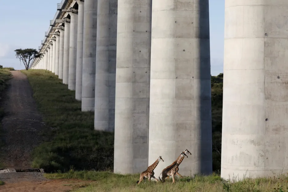 Hlavní město Keni stále rozšiřuje své hranice. Výstavba města se tak dostala až do těsné blízkosti Národního parku v Nairobi. Divoká zvěř však rozšíření města příliš nereflektuje. Smutnou zprávou je, že automobilová a vlaková doprava má v oblasti „na svědomí“ stovky střetů se zvířaty, které v rezervaci žijí