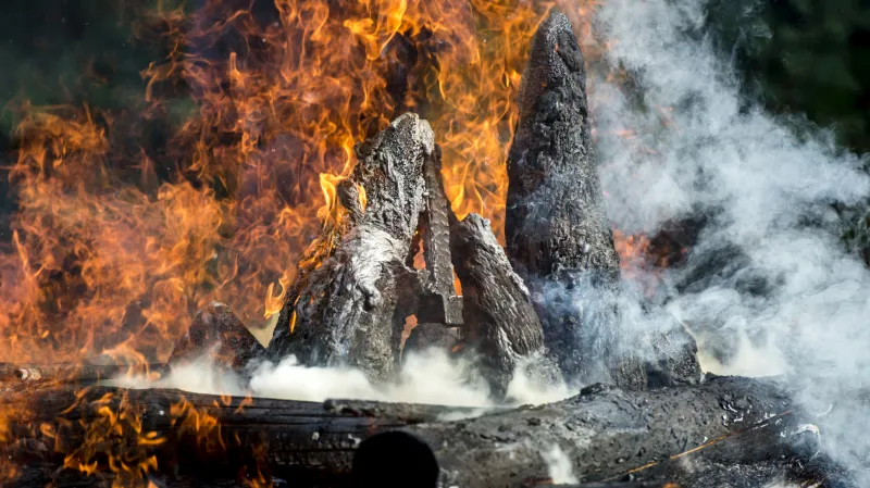 Pálení rohů v zoo Dvůr Králové nad Labem