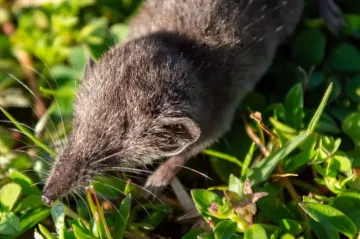 Čeští přírodovědci popsali jednoho z nejmenších savců na Zemi