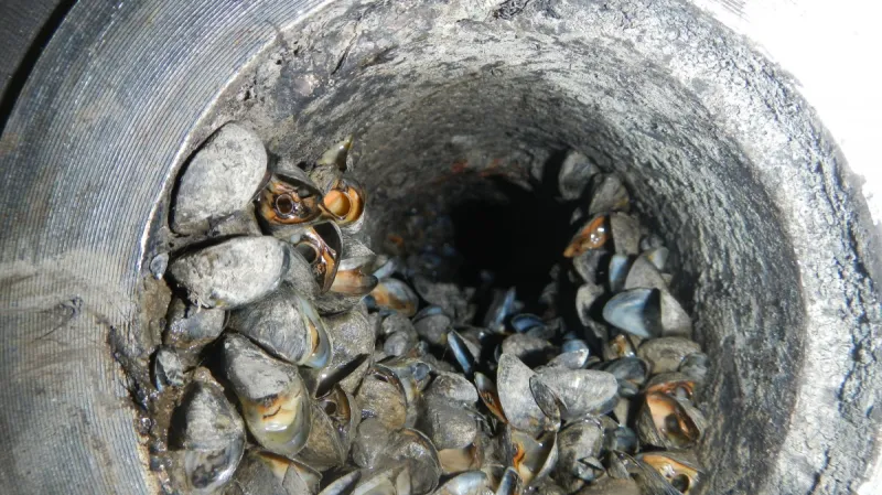 Slávička mnohotvárná poškozuje elektrárny i na jižní Moravě