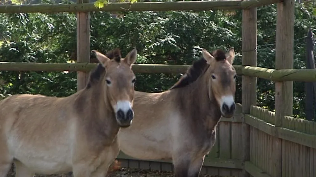 Koně Převalského ve Slatiňanech