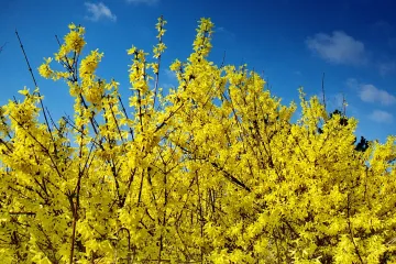Příští týden bude až 18 stupňů, pak se ochladí, předpovídají meteorologové