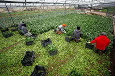 Italové využívají v zemědělství práci Indů. Podmínky jsou často nelidské