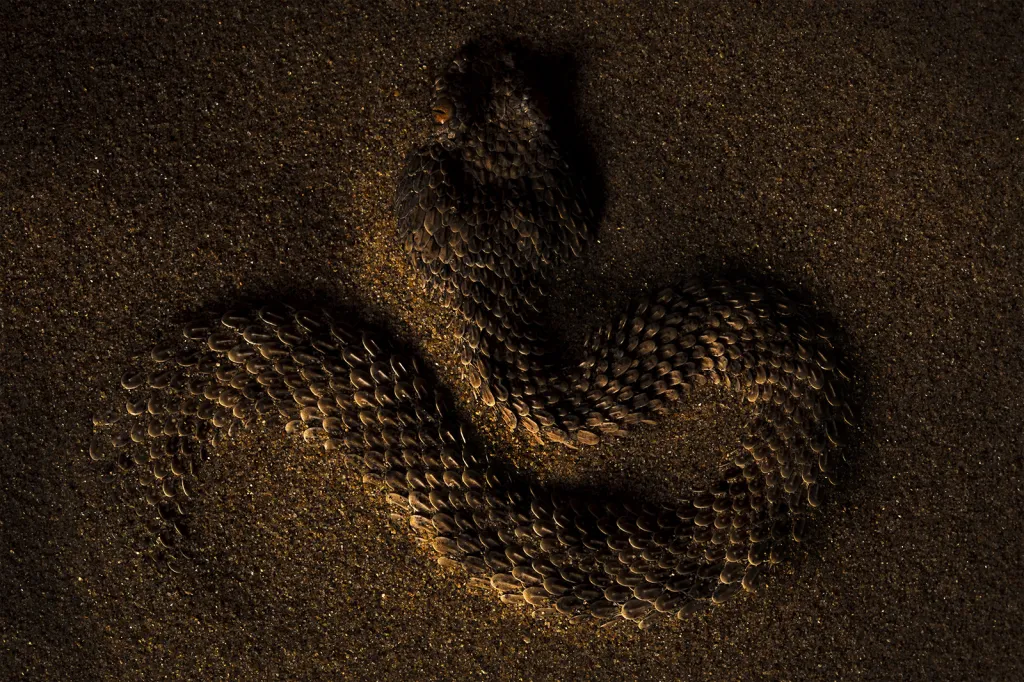 Finalista soutěže Capturing Ecology 2018. Zmije písečná (Cerastes vipera) je druh hada žíjící v písku, který mu pomáhá přizpůsobit se teplým podmínkám prostředí. Jeho šupiny jsou tvarovány do podoby malé lžíce, což zvířeti pomáhá v zahrabávání do písku.