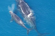 Slabá naděje pro velryby černé: Vloni žádné mládě, letos přírodovědci pozorovali tři