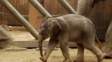 Sloní samička