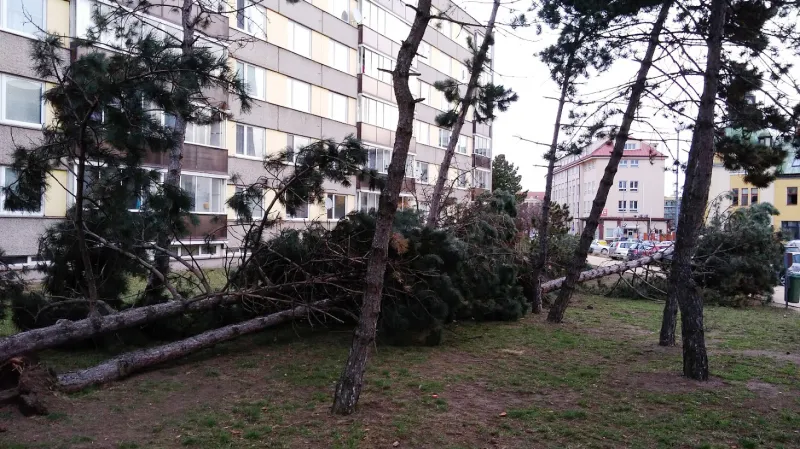 Popadané stromy v Pardubicích