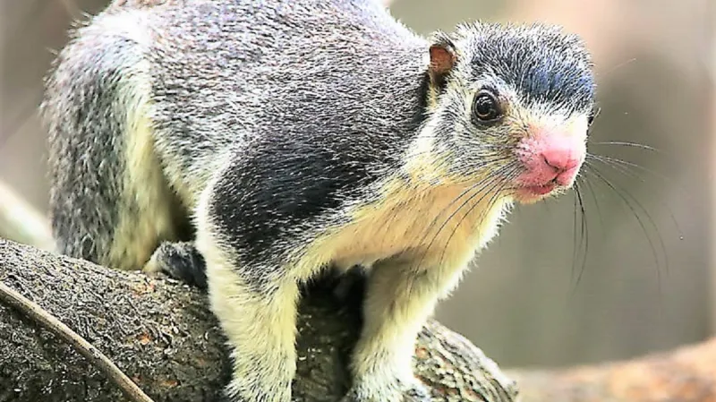 Veverka ratufa cejlonská