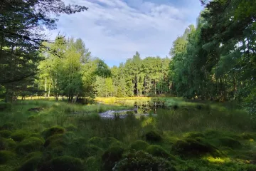 NKÚ zjistil pochybení u peněz na podporu lesnictví, resort zemědělství to odmítá