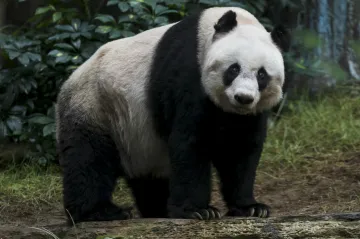 Pandě blíž? Praha a Peking se dohodly na rozvoji zoologických zahrad