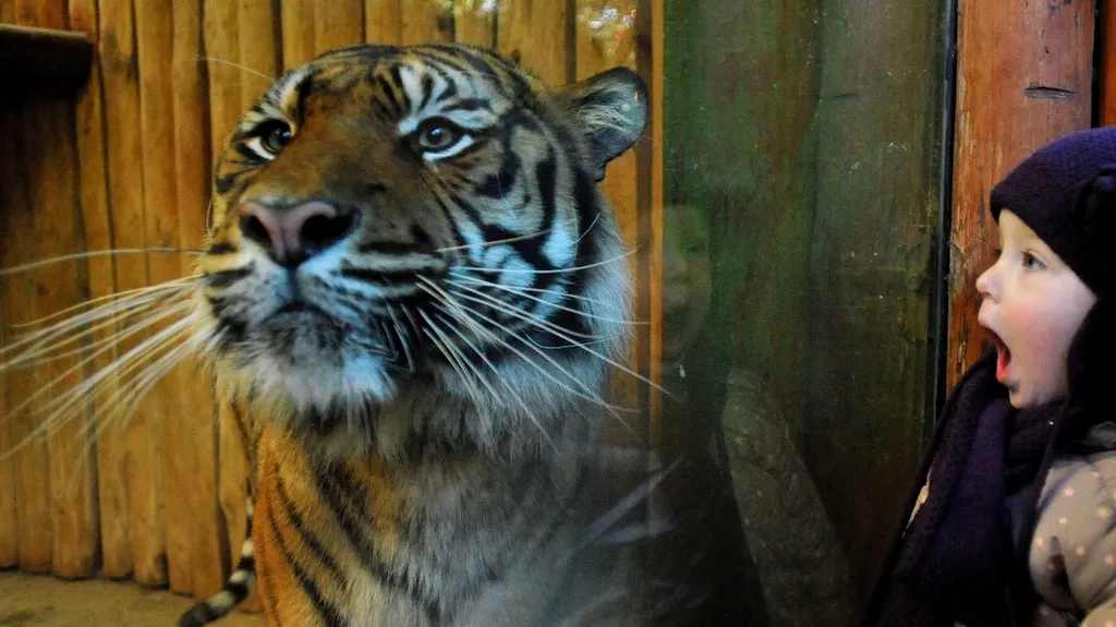 Tygr Dandis z plzeňské zoo si před zraky návštěvníků pochutnal na hovězí kosti