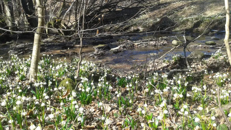 Poslové jara, bledule jarní.