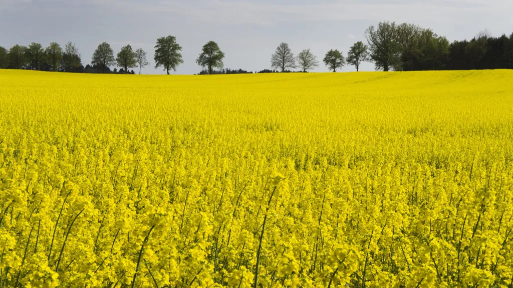 Kvetoucí řepka olejka