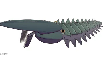 Expedice s českou účastí našla v Maroku půl miliardy let staré členovce