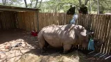 Záchrana nosorožců pomocí kmenových buněk