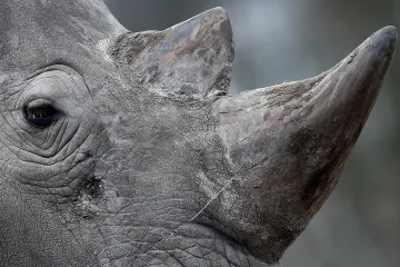 Vědci v JAR „očkují“ rohy nosorožců radioaktivitou, aby odhalili pytláky