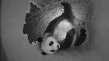 Panda Yang Yang se svým mládětem v náručí