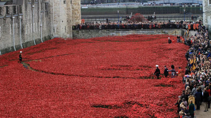 Vlčí máky u londýnského Toweru