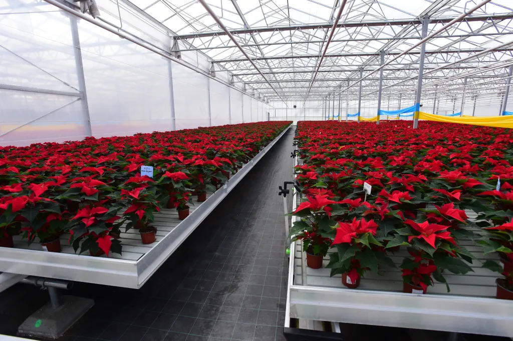 V Olomouci budou moci zájemci přispět do sbírky zakoupením květiny například na Dětské klinice FN Olomouc, v prostorách Mamacentra, v Galerii Caesar, ale i v obchodních centrech