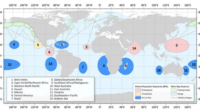Populace keporkaků na světě: modře jsou označené ty bez ohrožení, žlutě zranitelné, červené ohrožené. Zelená označuje jejich loviště