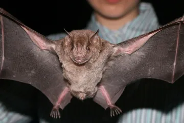 Vědci rozluštili netopýří odolnost vůči rakovině, je to první krok k využití v léčbě