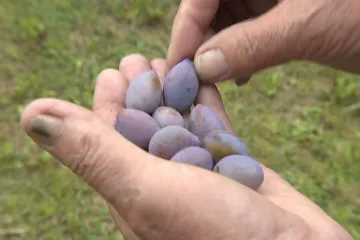 Letní perličky z Poradny aneb kam zmizely švestičky z vaší zahrádky?