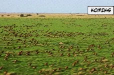 Šest milionů antilop migruje v největším přesunu savců na světě