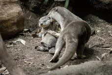 Pražská zoo jako první na kontinentu rozmnožila vydry hladkosrsté 