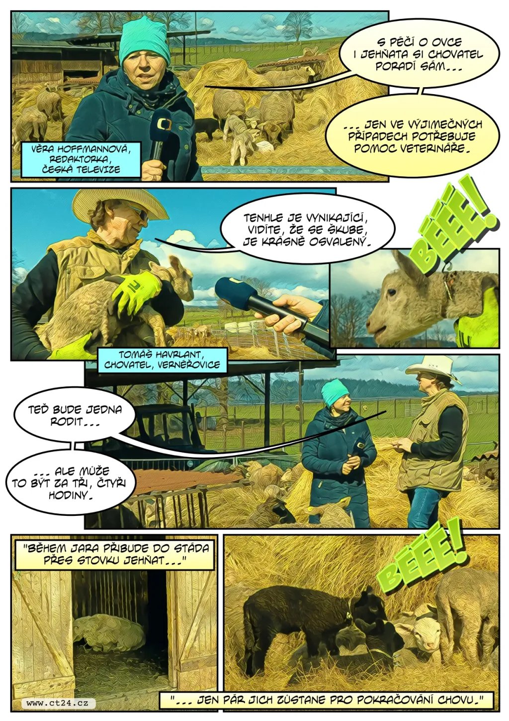 Chovatele ovcí mají obavy z vlků