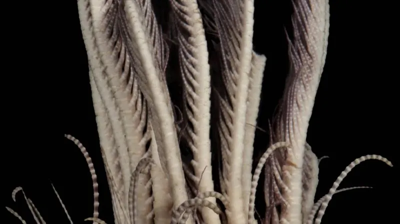 Promachocrinus fragarius