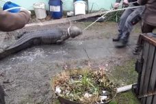 Živého třímetrového krokodýla objevili hasiči při požáru zahradního domku