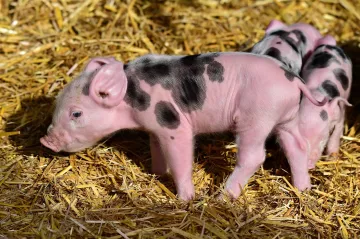 Genetické nůžky mohou ochránit prasata před nemocí modrých oušek. CRISPR jim dá celoživotní imunitu