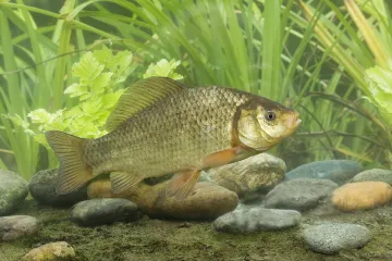 Vědci chtějí zachránit karase v Česku. Bez pomoci veřejnosti to nepůjde