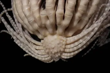 Bizarní tvar těla a dvacet ramen. Vědci popsali tvora objeveného v oceánu u Antarktidy