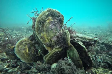 Experiment s klimatickým inženýrstvím v praxi uspěl. Vědci zvrátili změny u pobřeží Floridy
