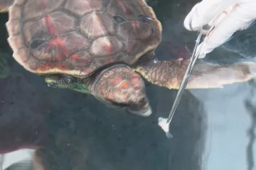 V Řecku rehabilitují se zraněnými želvami. Většinu z nich lidé zmrzačí záměrně