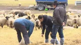 Veterináři zkoumají uhynulou ovci