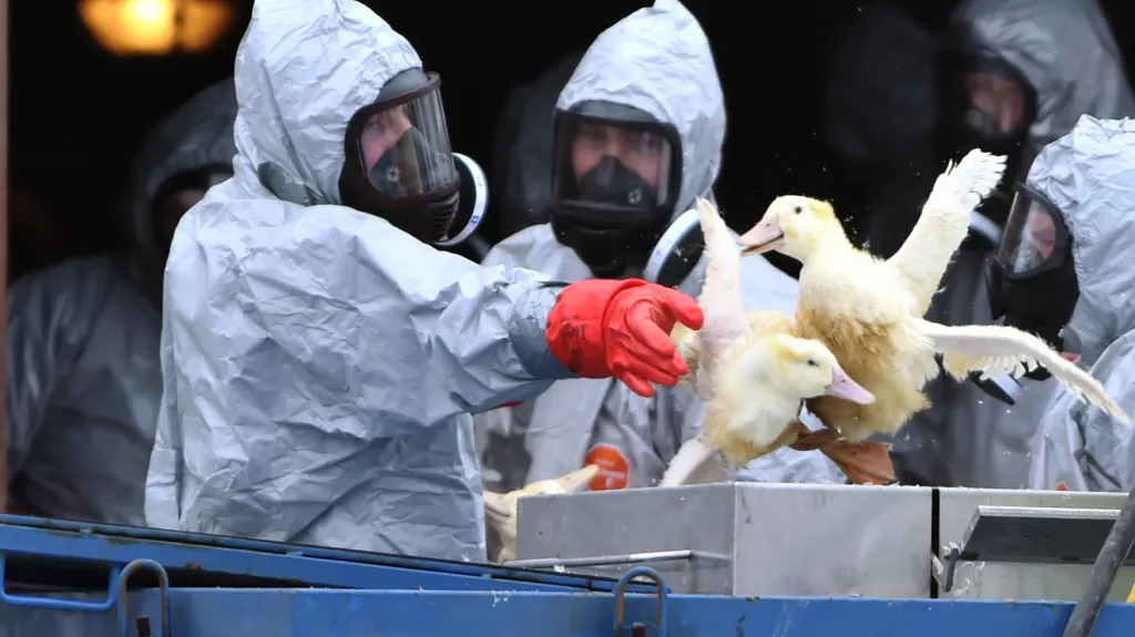 Likvidace chovu v Blatné