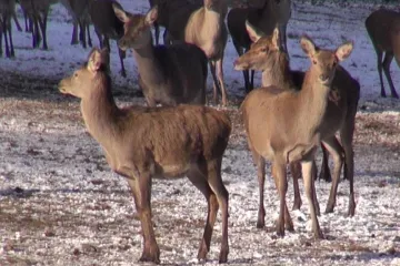 Největší jeleni ve střední Evropě jsou na Libavé. Nyní žijí v „obůrkách“