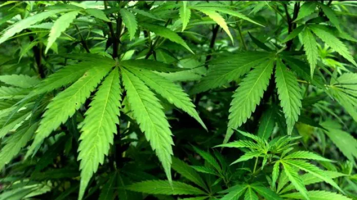 Uruguay legalizovala marihuanu